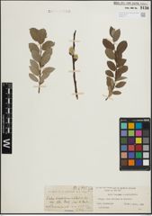 Foto von Salix lapponum L. x Salix phylicifolia L.